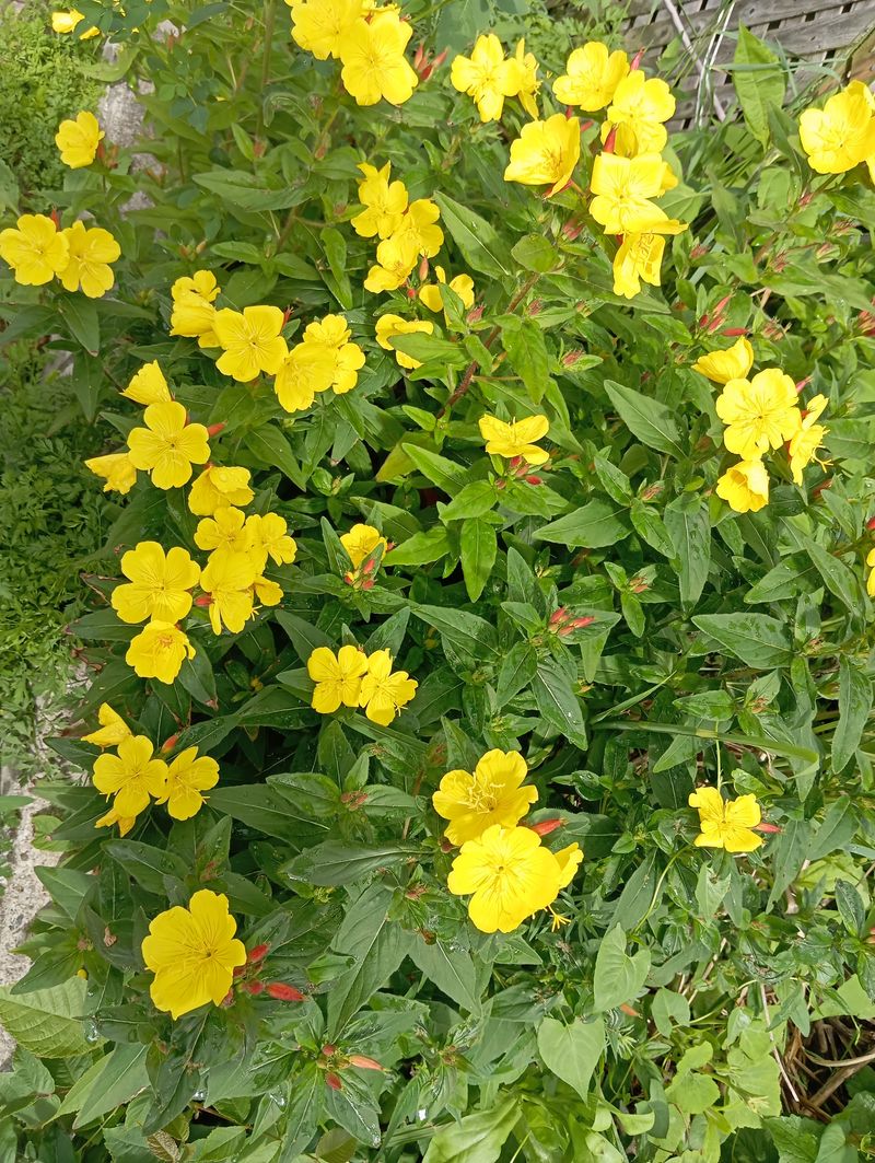 Oenothera fruticosa